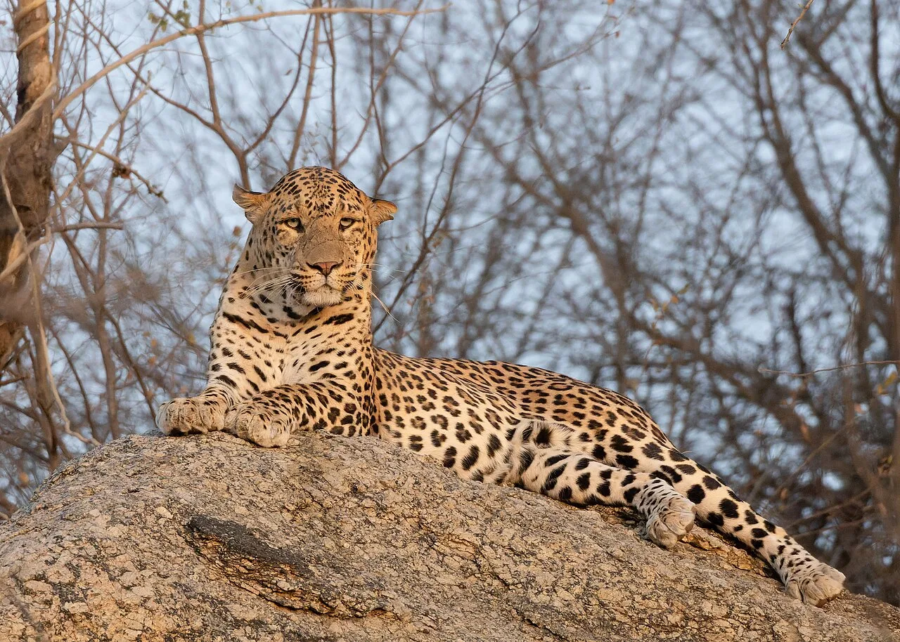 Jawai Leopard Safari & Jawai Bandh Guide