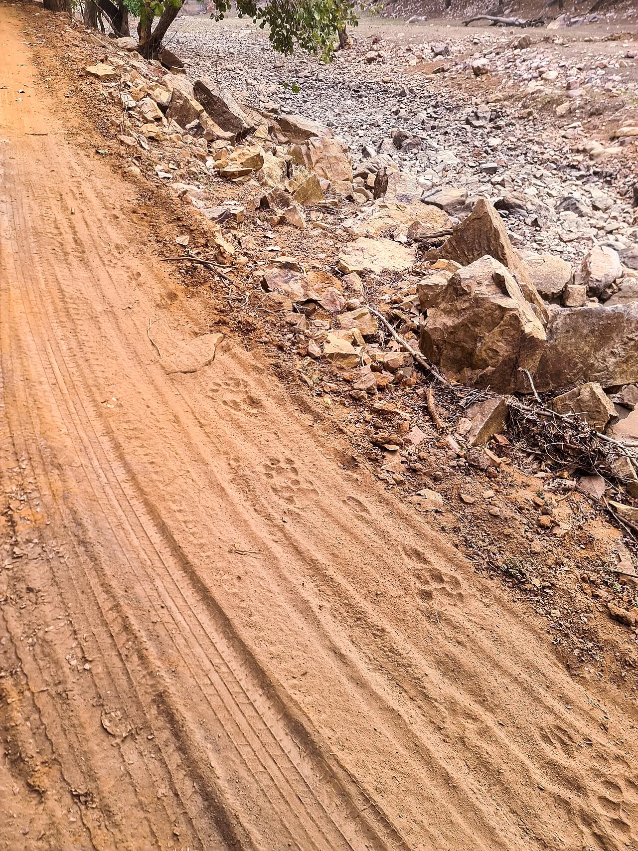 Ranthambore Tiger Safari Guide: Zones & Odds